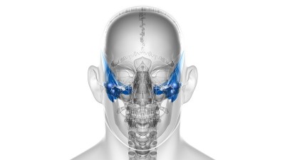 人体骨骼、颅骨、颞骨解剖学的医学概念