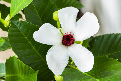 大Dillenia suffruticosa (Griff.)树上的马尔泰利花。白花花在花园中带叶子