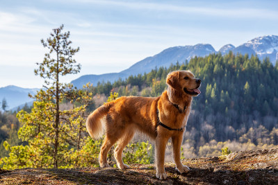 狗在山