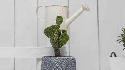植物，仙人掌，水桶和喷壶