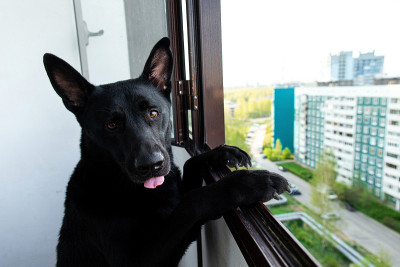 白天阳台上沉思的黑色牧羊犬