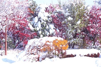 粉状的雪花在深秋中飞舞