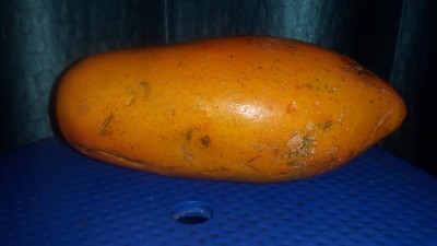 木瓜