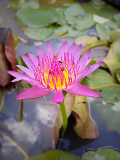 莲花