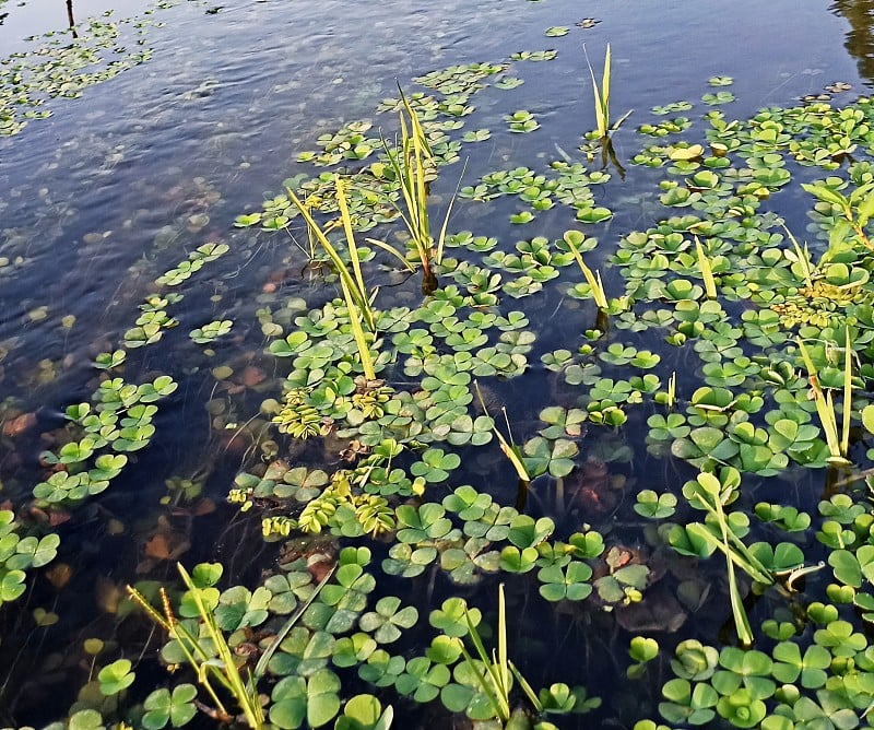 水蕨