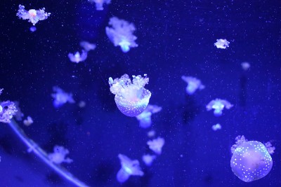 蓝水沼泽
