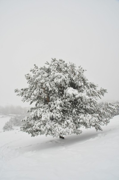 冬天有树的雪景