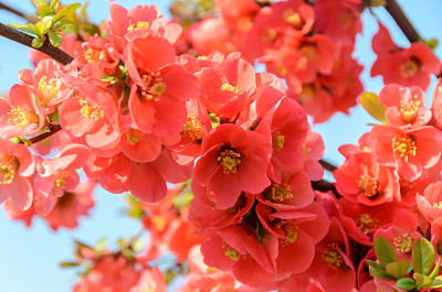 木瓜粉树花，Maule’s榅桲，Gutuiul japonez，户外近距离观察