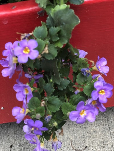 春香花盒