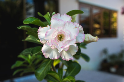 花里的小虫子