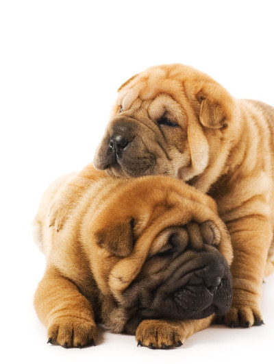 两个sharpei小狗