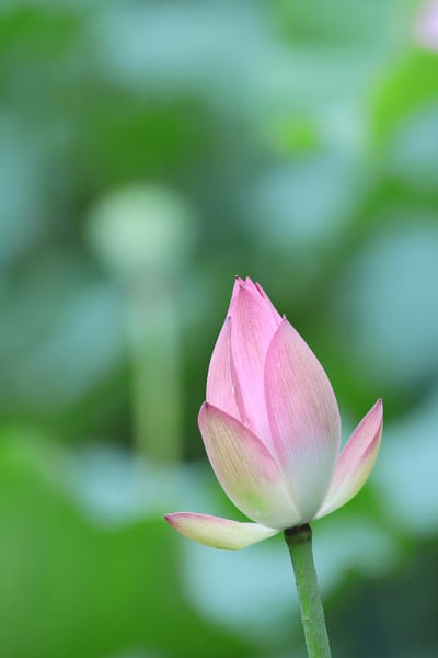 粉红色的荷花和绿色的叶子合上了