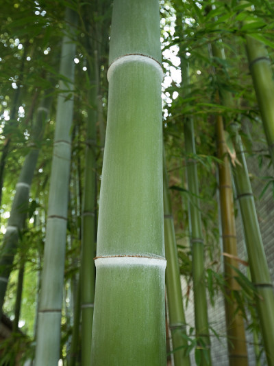 竹林