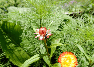 黄蜂和花
