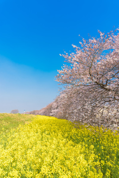 日本埼玉县熊谷的樱花和菜花