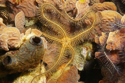 森森脆明星奥菲奥特里克斯 · 苏恩索尼