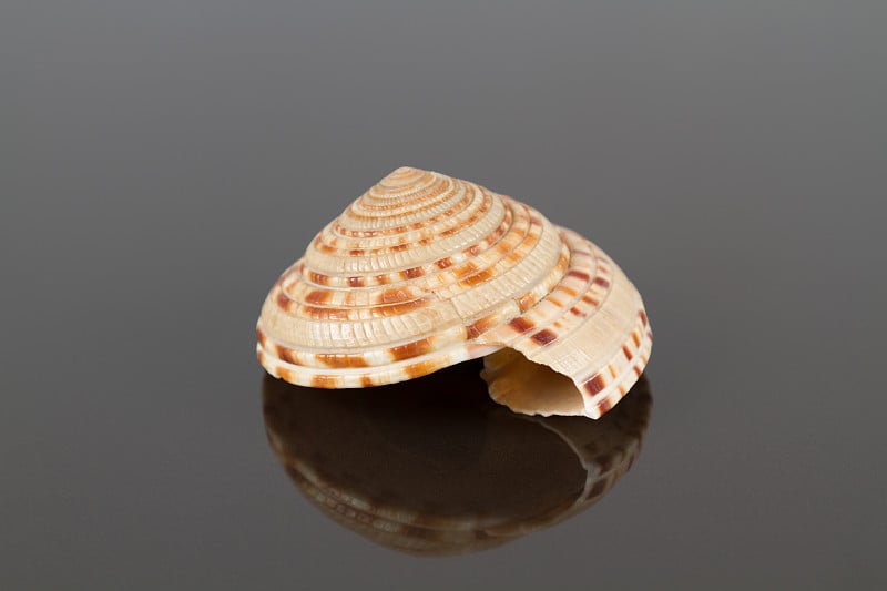 Calliostoma Seashell