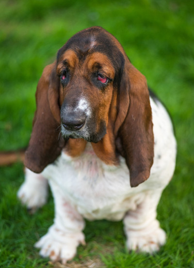 一岁的巴吉度猎犬(犬类狼疮)。