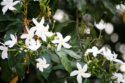 黑纱茉莉花