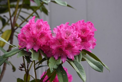 杜鹃花的花