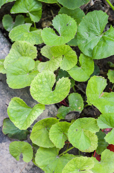 亚洲Centella