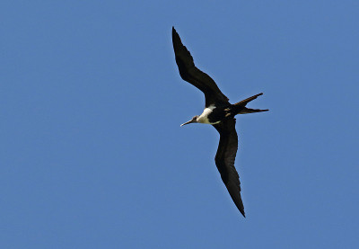 Lesser Frigatebird