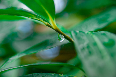 草地上露珠的特写镜头。