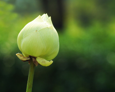 莲花
