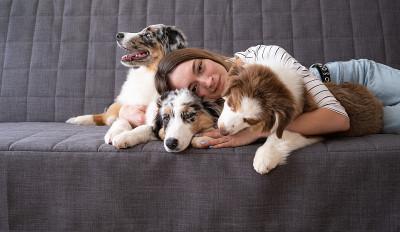 迷人的女人拥抱三山鸟色澳大利亚牧羊犬小狗狗