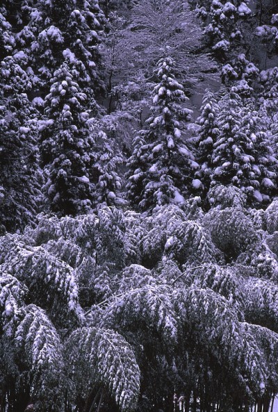 雪小灌木丛