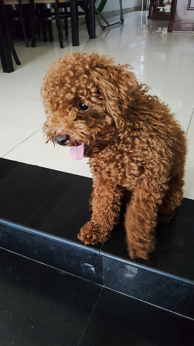 家里的贵宾犬