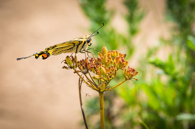 普通的黄凤尾蝶(machaon)，野花，Rebun岛，日本