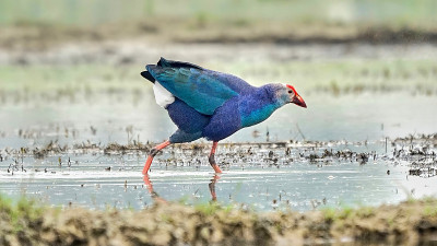 Swamphen