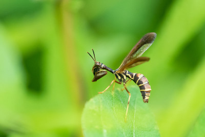 布朗黄蜂Mantidfly