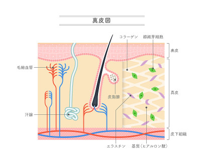 显示真皮结构的插图。日本的符号。
