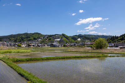 京都茶园
