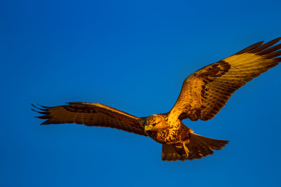 飞翔的鸟。鸟的猎物。自然背景。鸟:长腿秃鹰。Buteo rufinus。