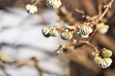 Edgeworthia papyrifera