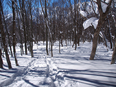 在深雪覆盖的森林里穿雪鞋徒步旅行