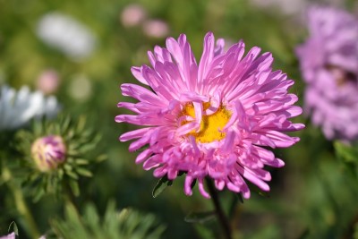 紫菀五彩花微距照片