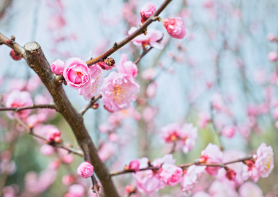 梅花