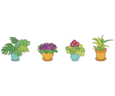 室内植物