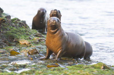 海狮幼崽