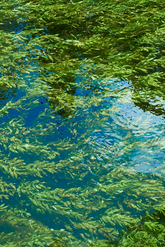 河流中孕育了水生植物