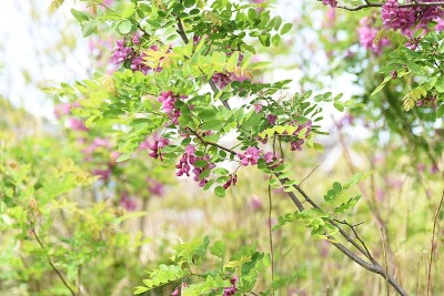 刺槐(Robinia pseudoacacia)粉红色的花。