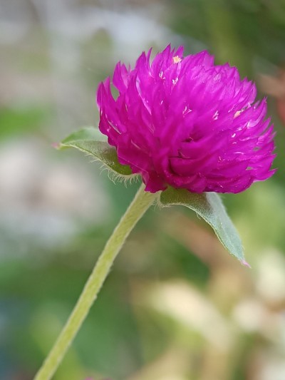 紫色的花