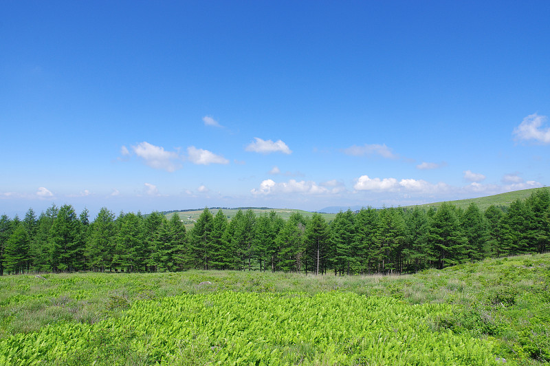 夏季的基利甘明高原