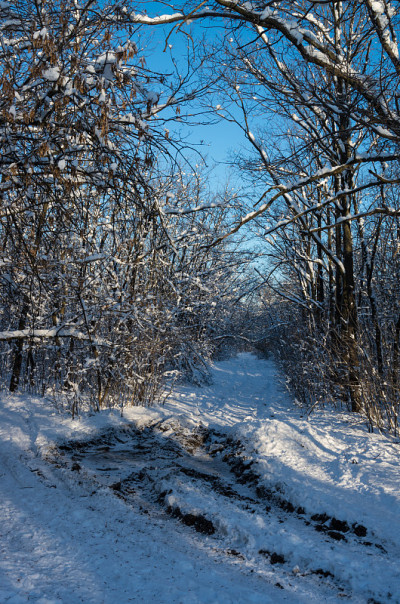 冬，晨，晓，树，枝，雪，晴，光，特写，蓝天，森林。