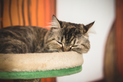 睡眠猫