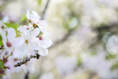 樱花